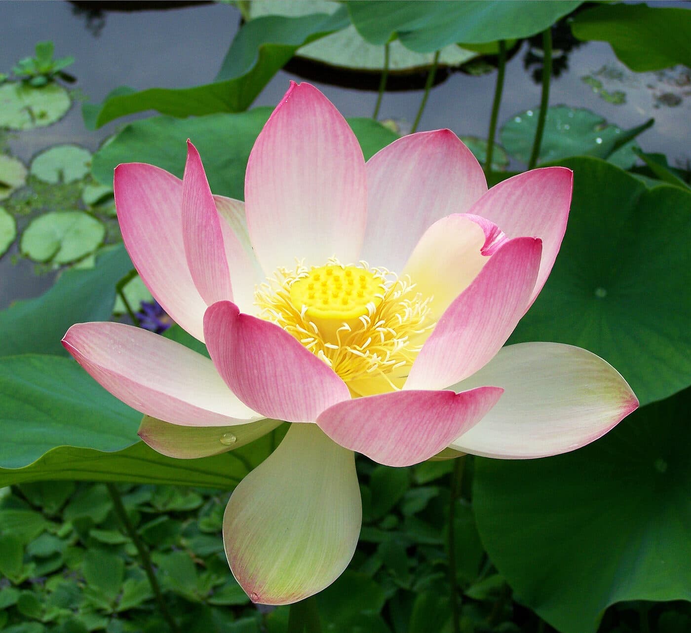 蓮 · Nelumbo nucifera